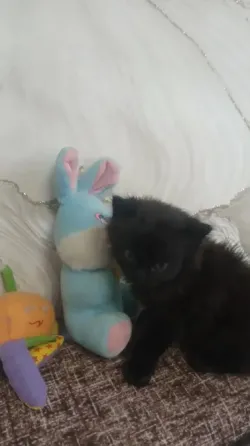 Котенок Донецк