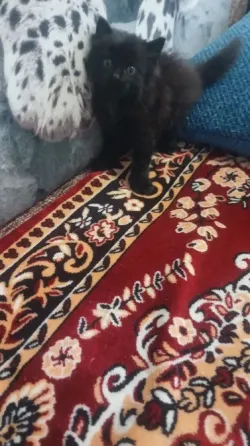 Котенок Донецк
