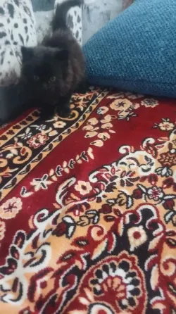 Котенок Донецк
