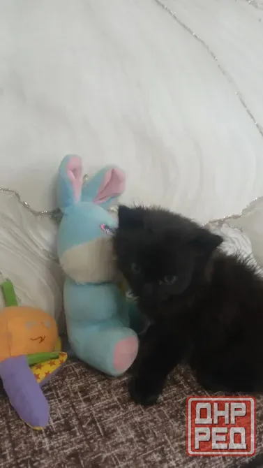 Котенок Донецк - изображение 1