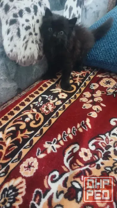 Котенок Донецк - изображение 3