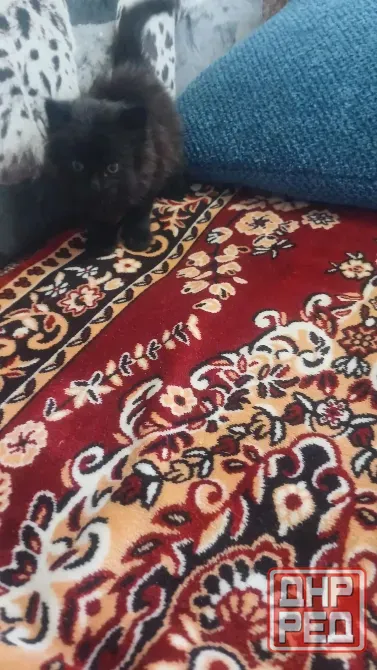 Котенок Донецк - изображение 2