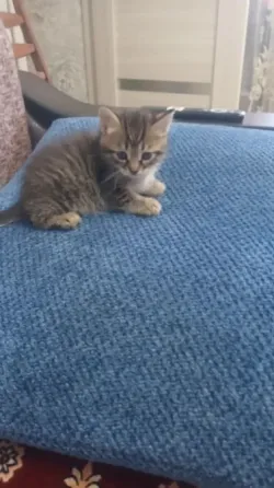 Котенок Донецк