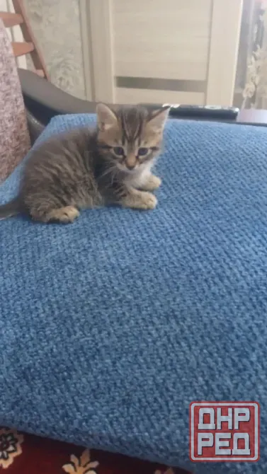Котенок Донецк - изображение 1