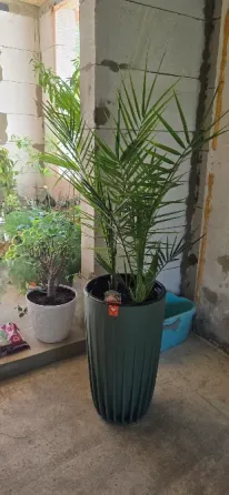 Финиковая пальма Донецк