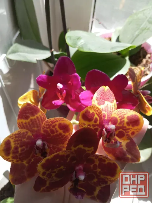 Орхидея фаленопсис Greenworld 'Snakeskin' Донецк - изображение 2