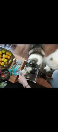 Выгул собак Донецк