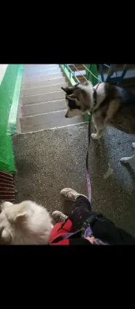 Выгул собак Донецк