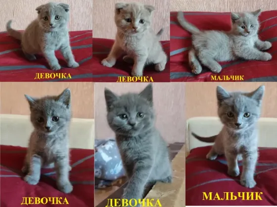Шотландские котята Донецк