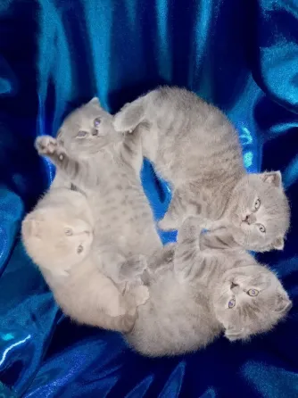 Шотландские котята Донецк