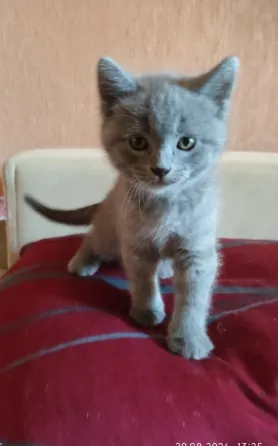 Шотландские котята Донецк