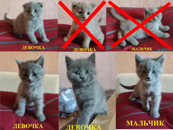 Шотландские котята Донецк