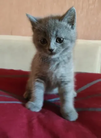 Шотландские котята Донецк