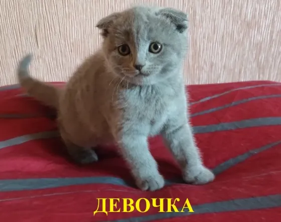 Шотландские котята Донецк