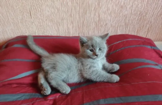 Шотландские котята Донецк