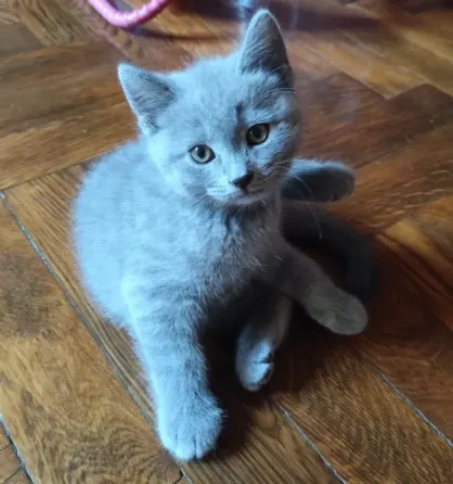 Шотландские котята Донецк