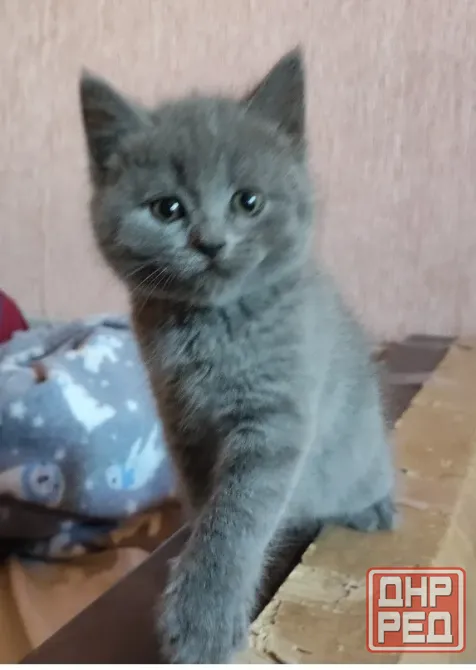 Шотландские котята Донецк - изображение 6