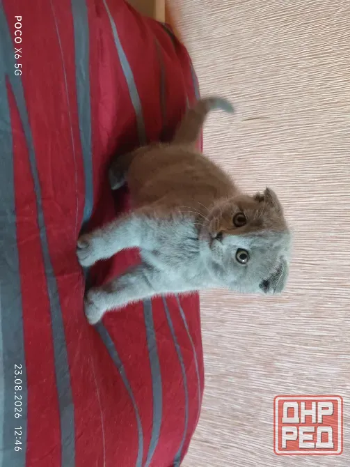 Шотландские котята Донецк - изображение 7