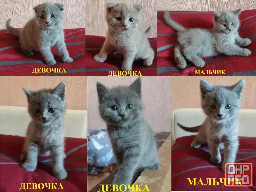 Шотландские котята Донецк - изображение 3
