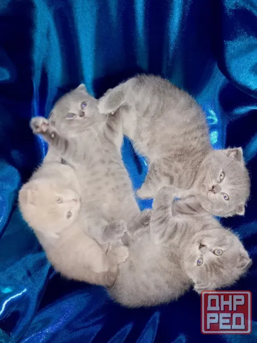Шотландские котята Донецк - изображение 1