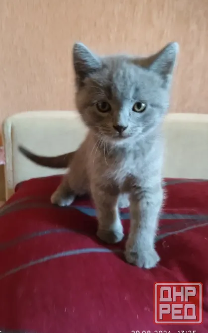 Шотландские котята Донецк - изображение 5