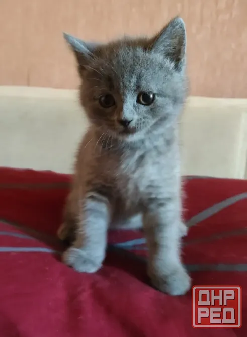 Шотландские котята Донецк - изображение 4