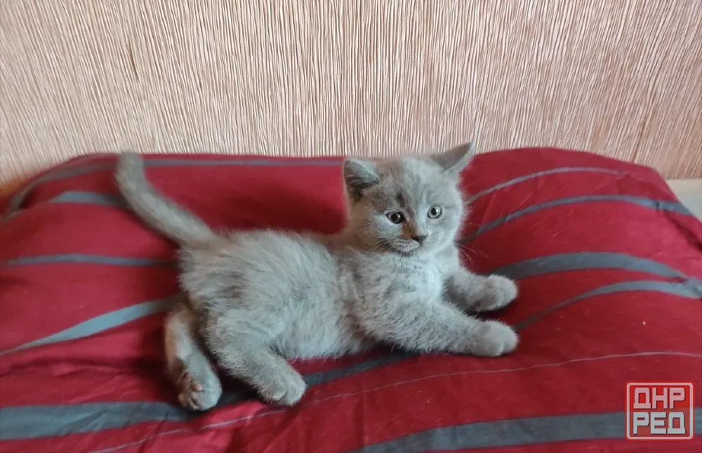 Шотландские котята Донецк - изображение 2