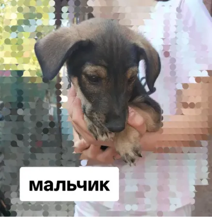 Отдам даром щенков Донецк