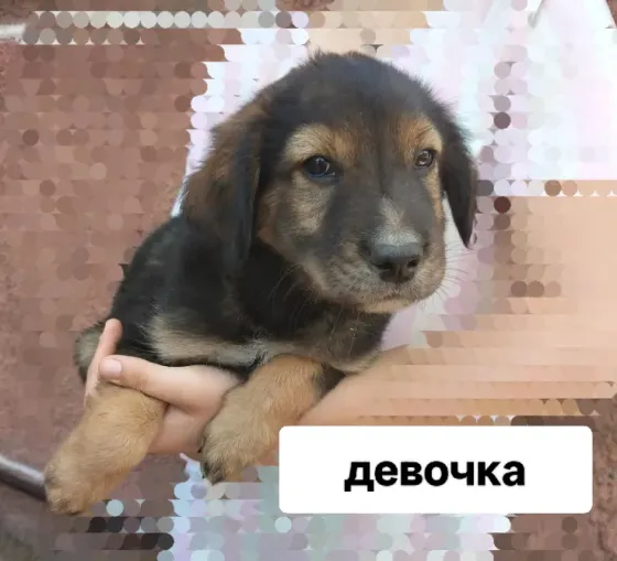 Отдам даром щенков Донецк
