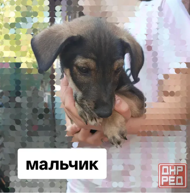 Отдам даром щенков Донецк - изображение 2