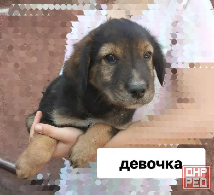 Отдам даром щенков Донецк - изображение 3