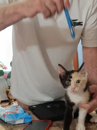 Сфинкс браш девочка Донецк