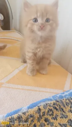Котята бесплатно Горловка