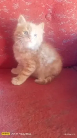 Котята бесплатно Горловка