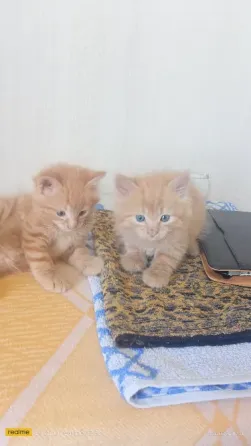 Котята бесплатно Горловка