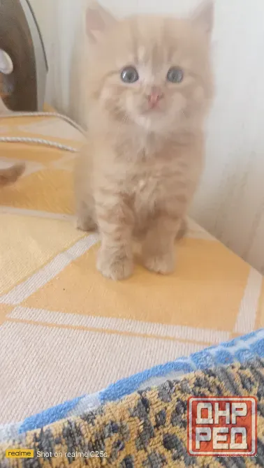 Котята бесплатно Горловка - изображение 3