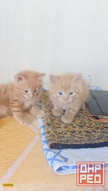 Котята бесплатно Горловка - изображение 1