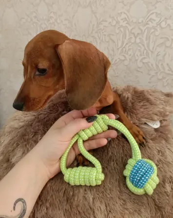 Продаётся активный и игривый щенок таксы! Макеевка