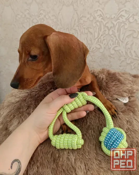 Продаётся активный и игривый щенок таксы! Макеевка - изображение 2