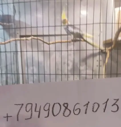 Продам мальчика кареллу Донецк