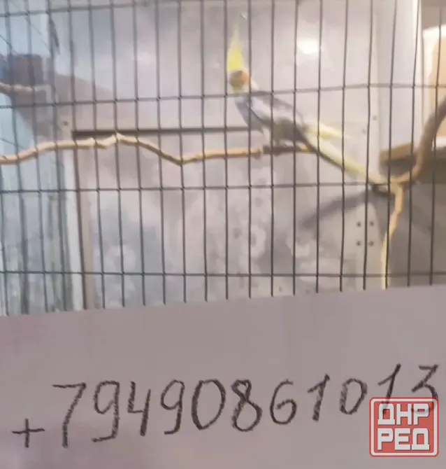 Продам мальчика кареллу Донецк - изображение 2