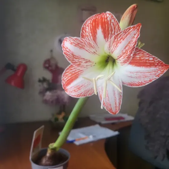 Продам гипеаструмы Донецк