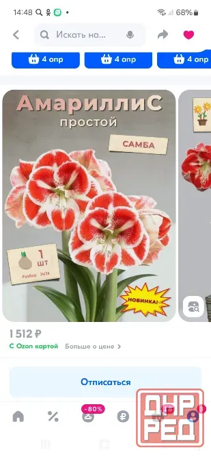 Продам гипеаструмы Донецк - изображение 6