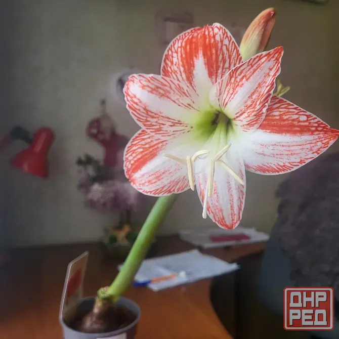 Продам гипеаструмы Донецк - изображение 4