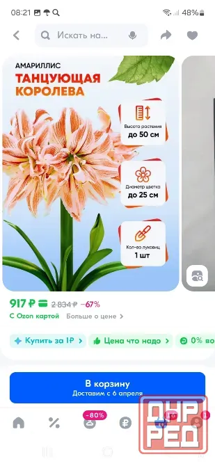 Продам гипеаструмы Донецк - изображение 5