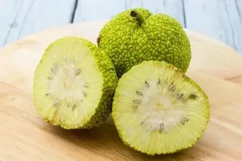 Маклюра ( адамово яблоко) Донецк