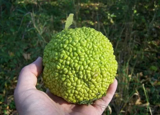 Маклюра ( адамово яблоко) Донецк