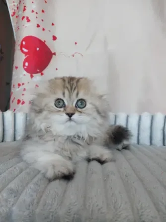Шотландская девочка Макеевка