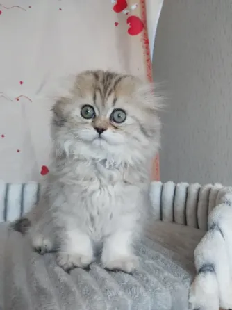 Шотландская девочка Макеевка