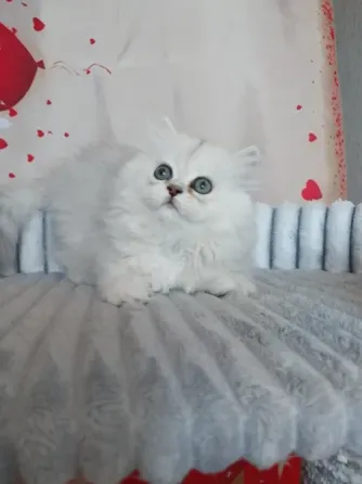 Шотландская девочка Макеевка